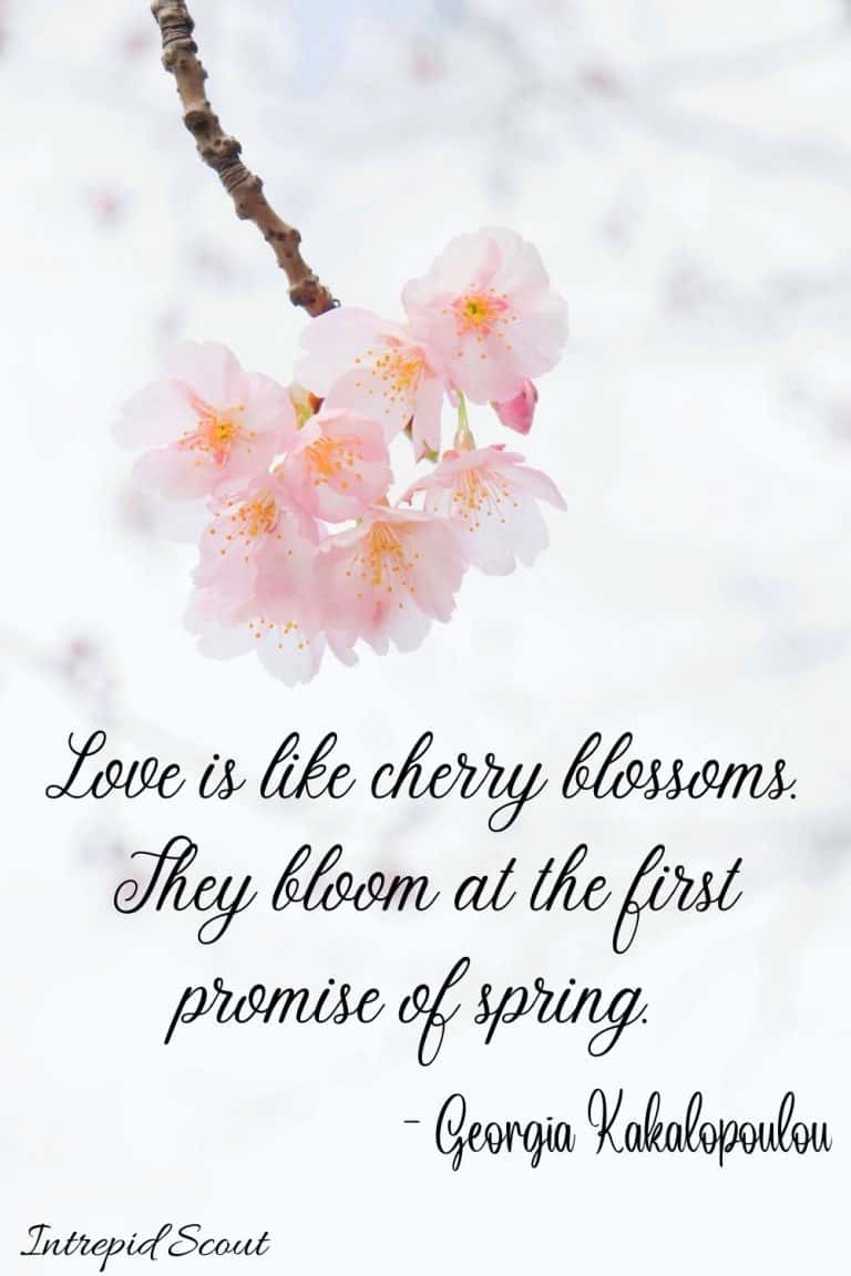165 Beautiful CHERRY BLOSSOM QUOTES and CAPTIONS for Instagram