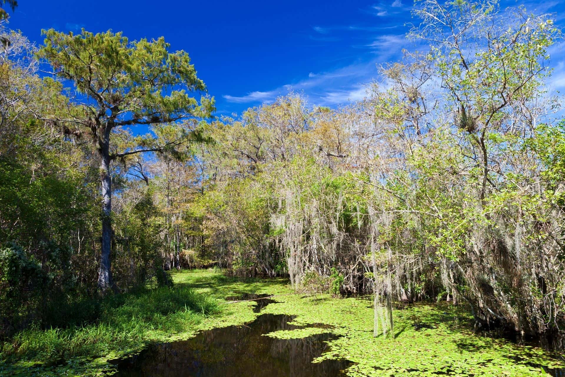 Things to Do in Big Cypress National Preserve