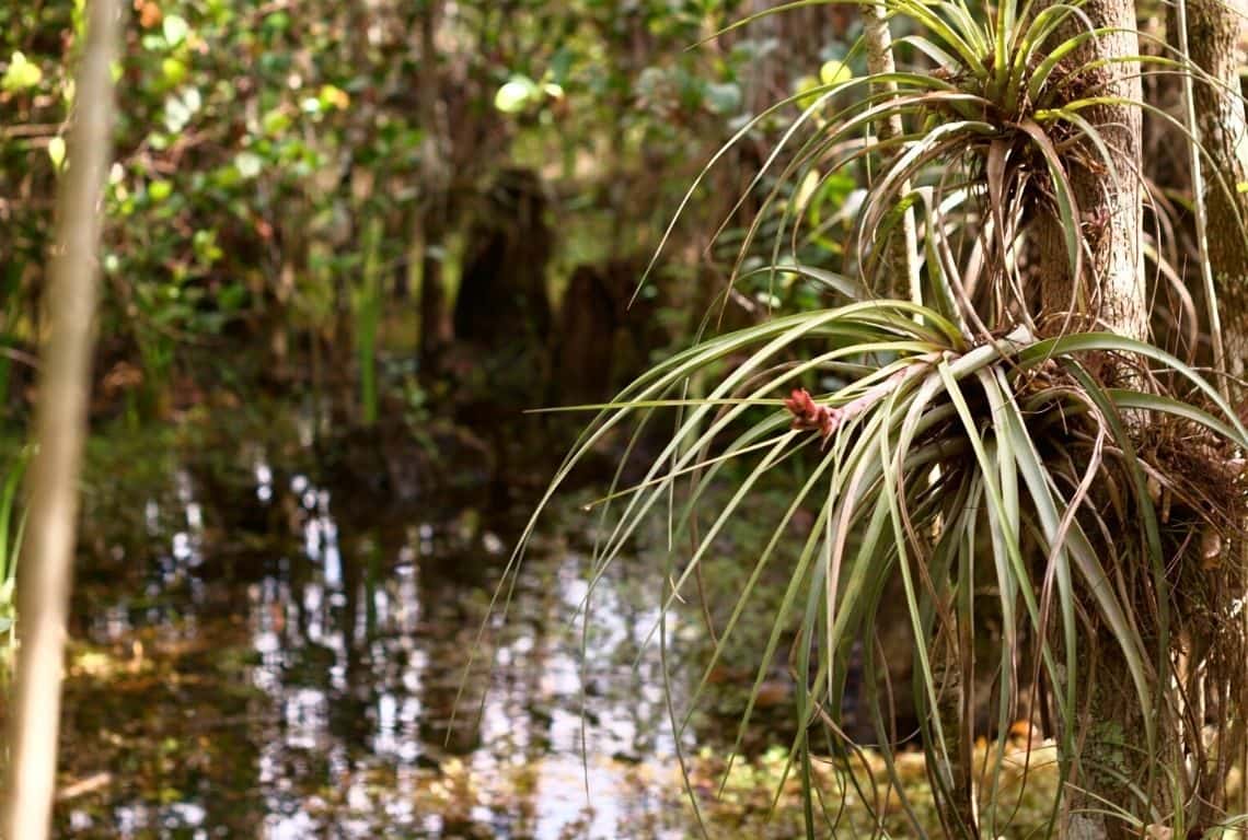 Air plants in Big Cypress National Preserve