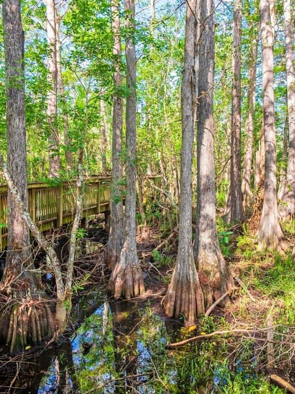 Scenic Drives in Big Cypress