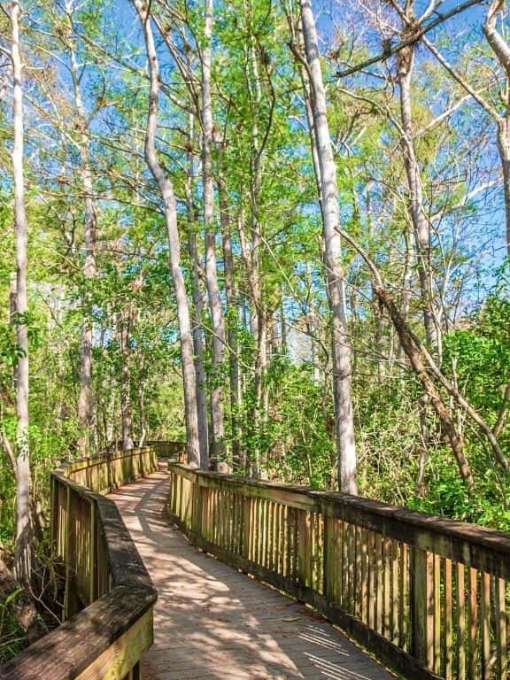 Things to Do in Big Cypress National Preserve