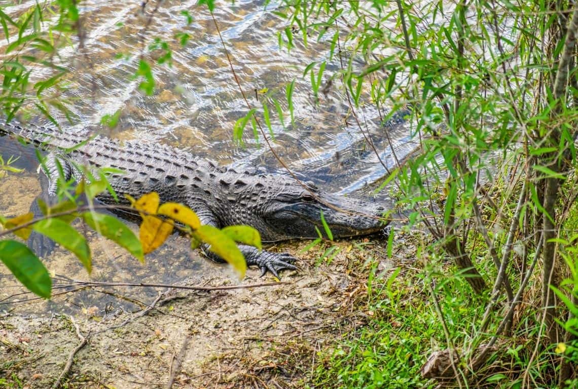 Things to Do in Big Cypress National Preserve