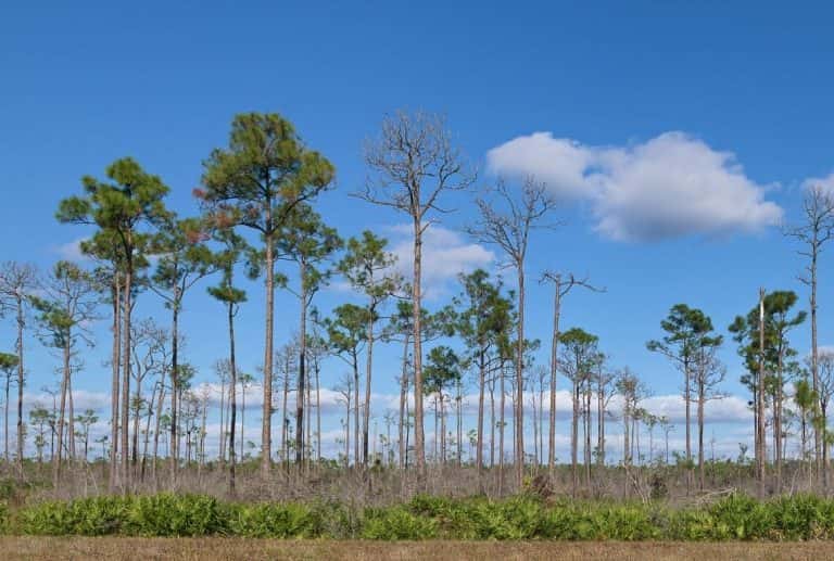 16 Best Things to Do in BIG CYPRESS National Preserve (Maps+Useful Tips