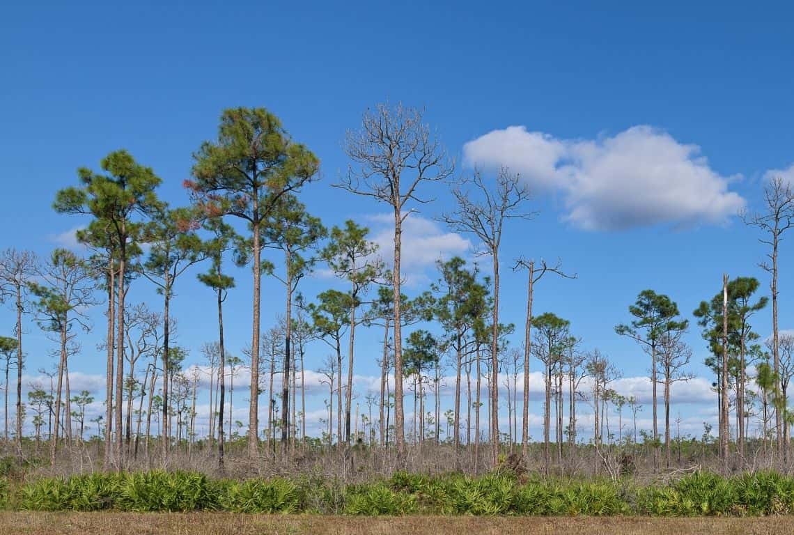 Slash Pines in Everglades