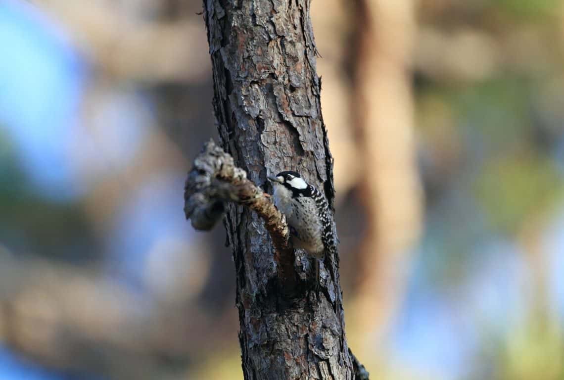 The red-cockaded woodpecker