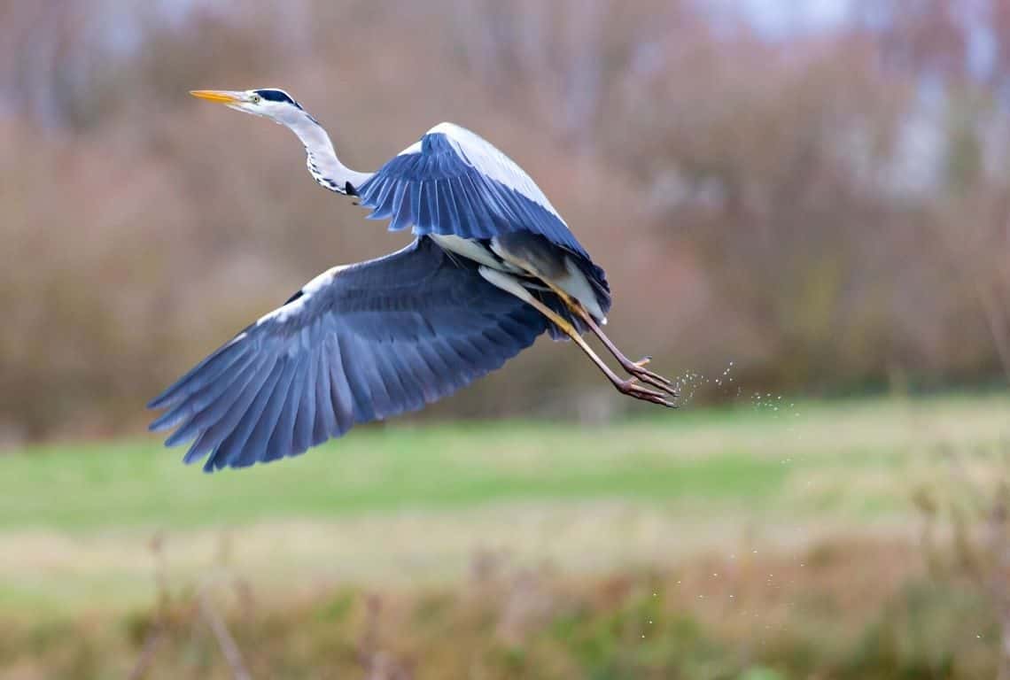 Blue heron in Everglades