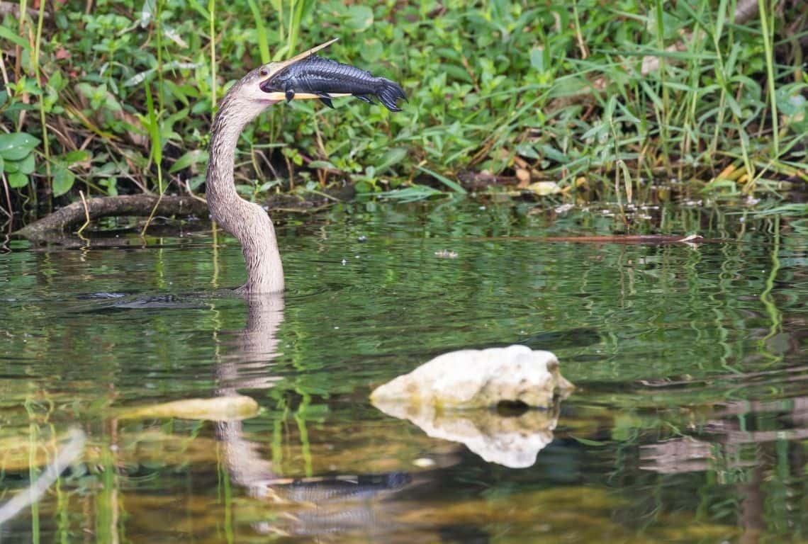 Things to Do in Big Cypress National Preserve