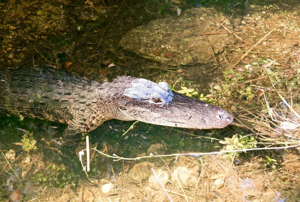 Alligator in Big Cypress National Preserve