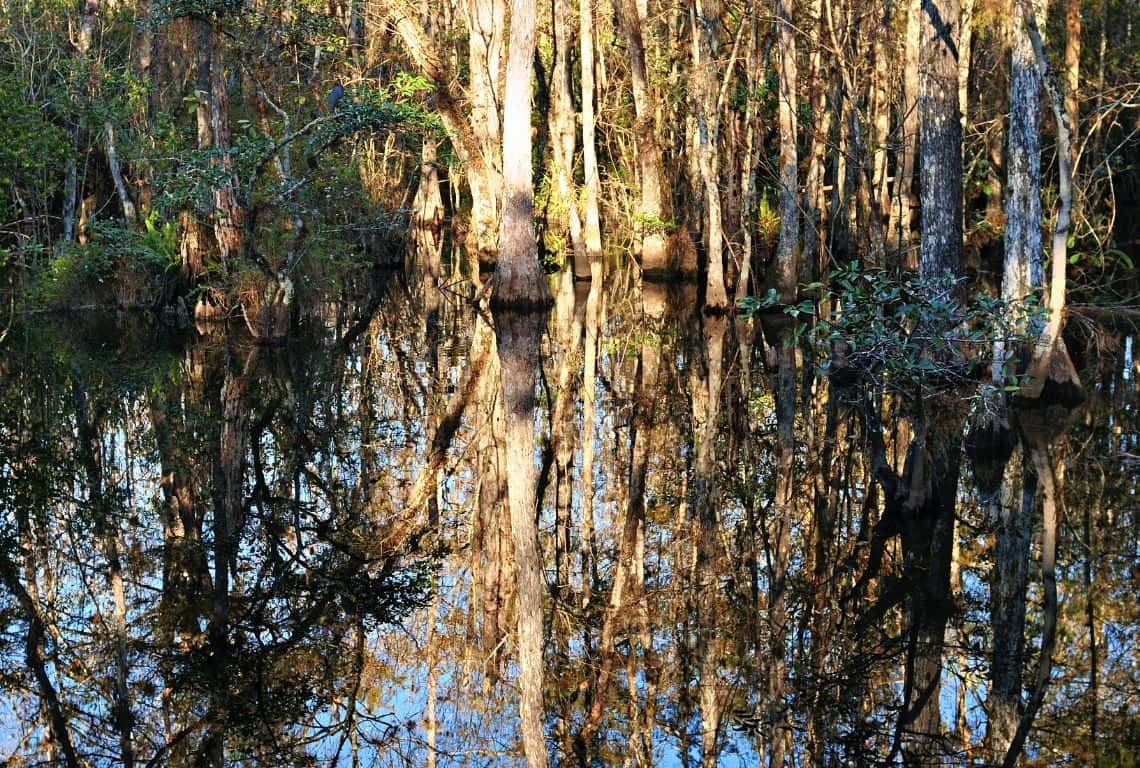 Things to Do in Big Cypress National Preserve