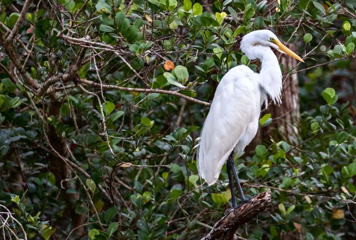 Things to Do in Big Cypress National Preserve