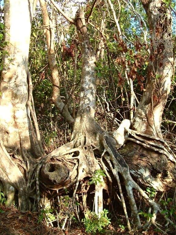 Strangler Fig in Everglades