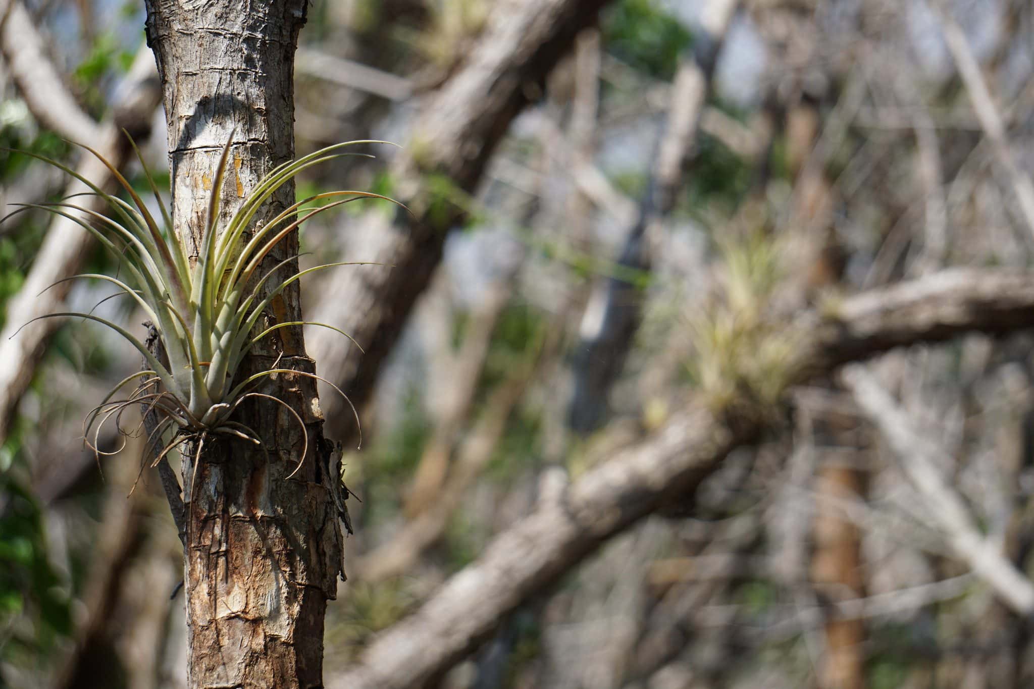 Everglades National Park in One Day