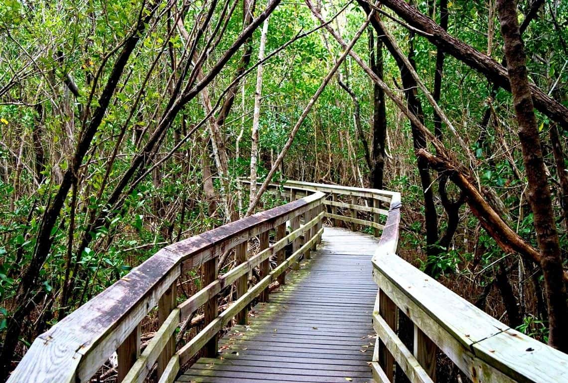 West Lake Trail in Everglades