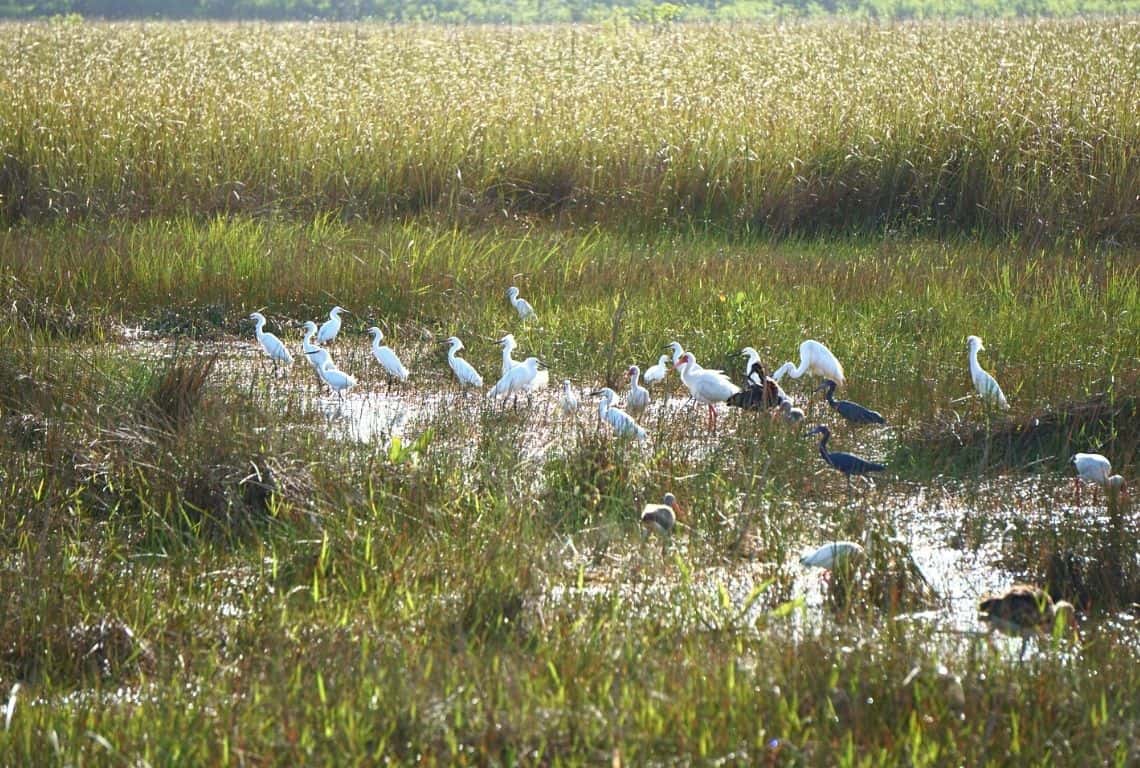 Everglades National Park in One Day