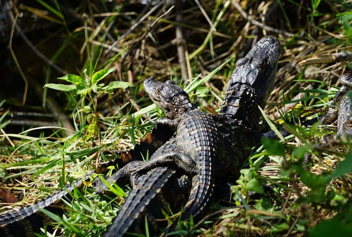 Baby alligators in Shark Valley