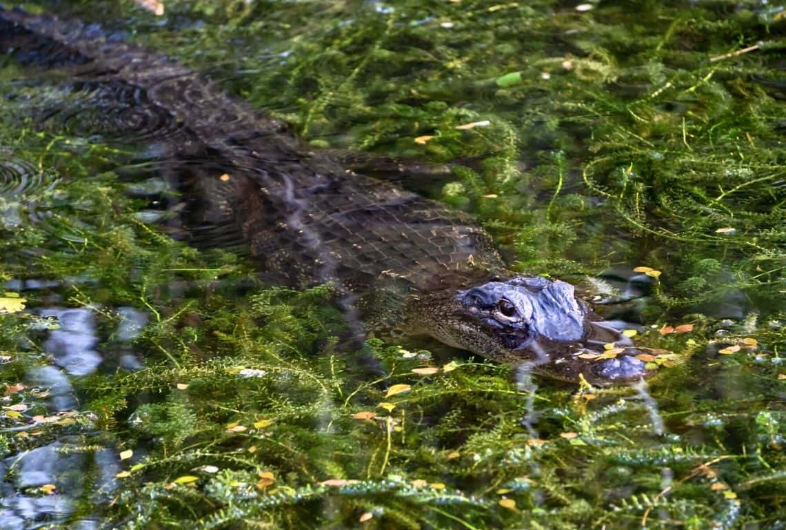 One Day in Everglades