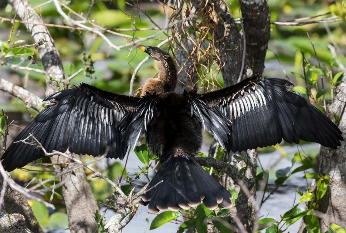 Everglades National Park in One Day