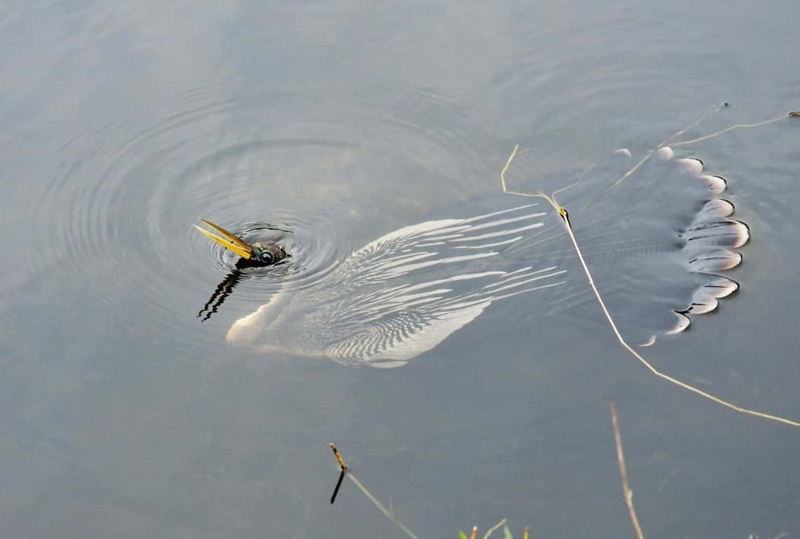 Anhinga slyly swimming through shallow waters with only its head sticking out.