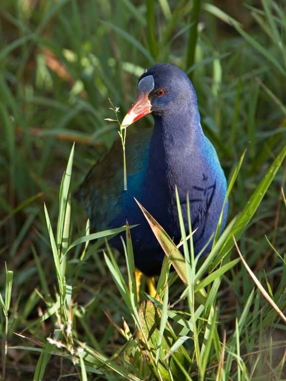 Purple Gallinule in Everglades National Park