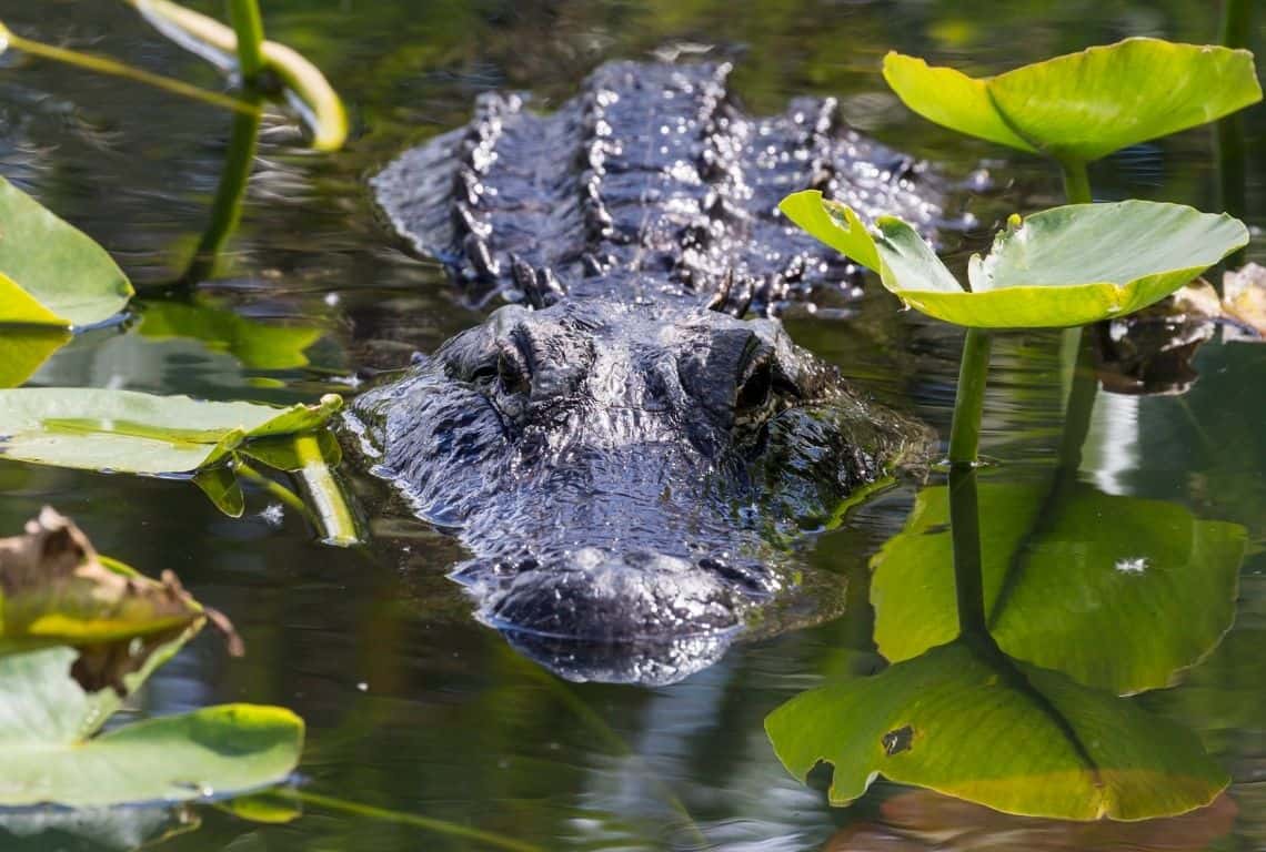 Everglades National Park in One Day