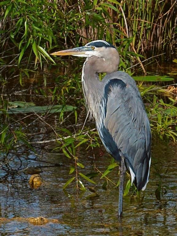 Blue Heron in Everglades National Park