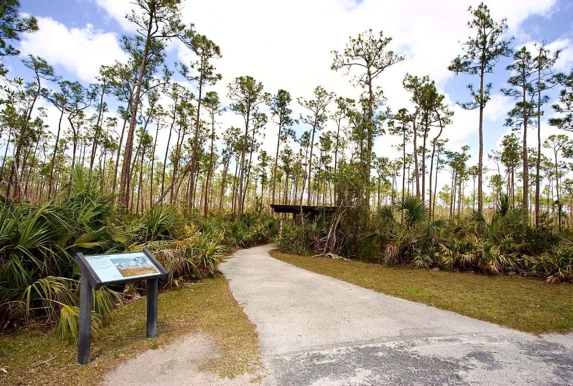 Pineland Trail in Everglades