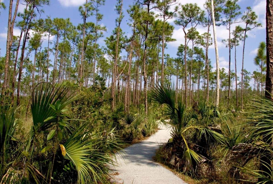 Pineland Trail in Everglades