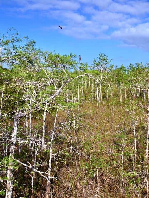 Everglades National Park in One Day