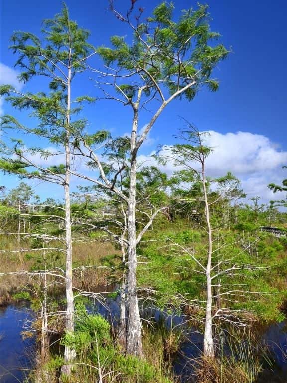 One Day in Everglades