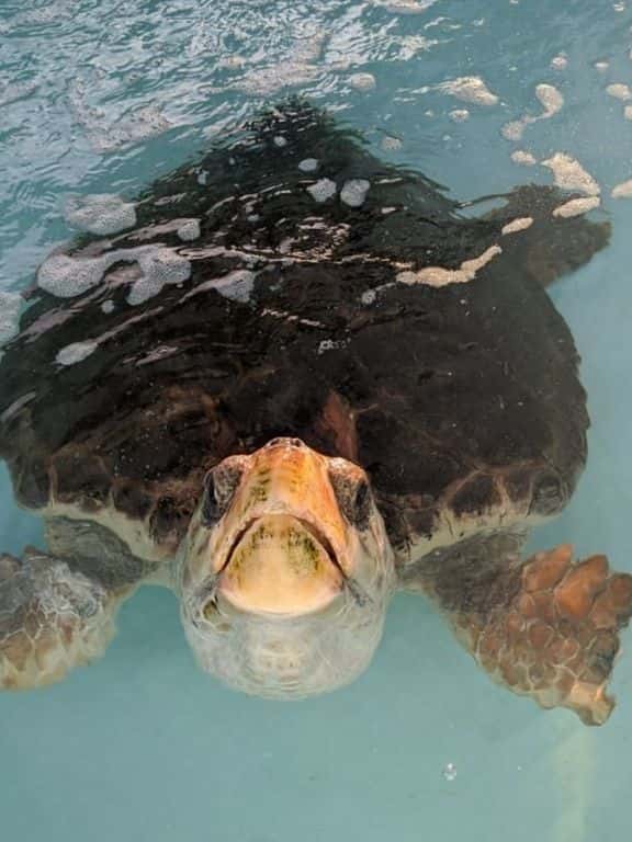 Turtle Hospital in Florida Keys
