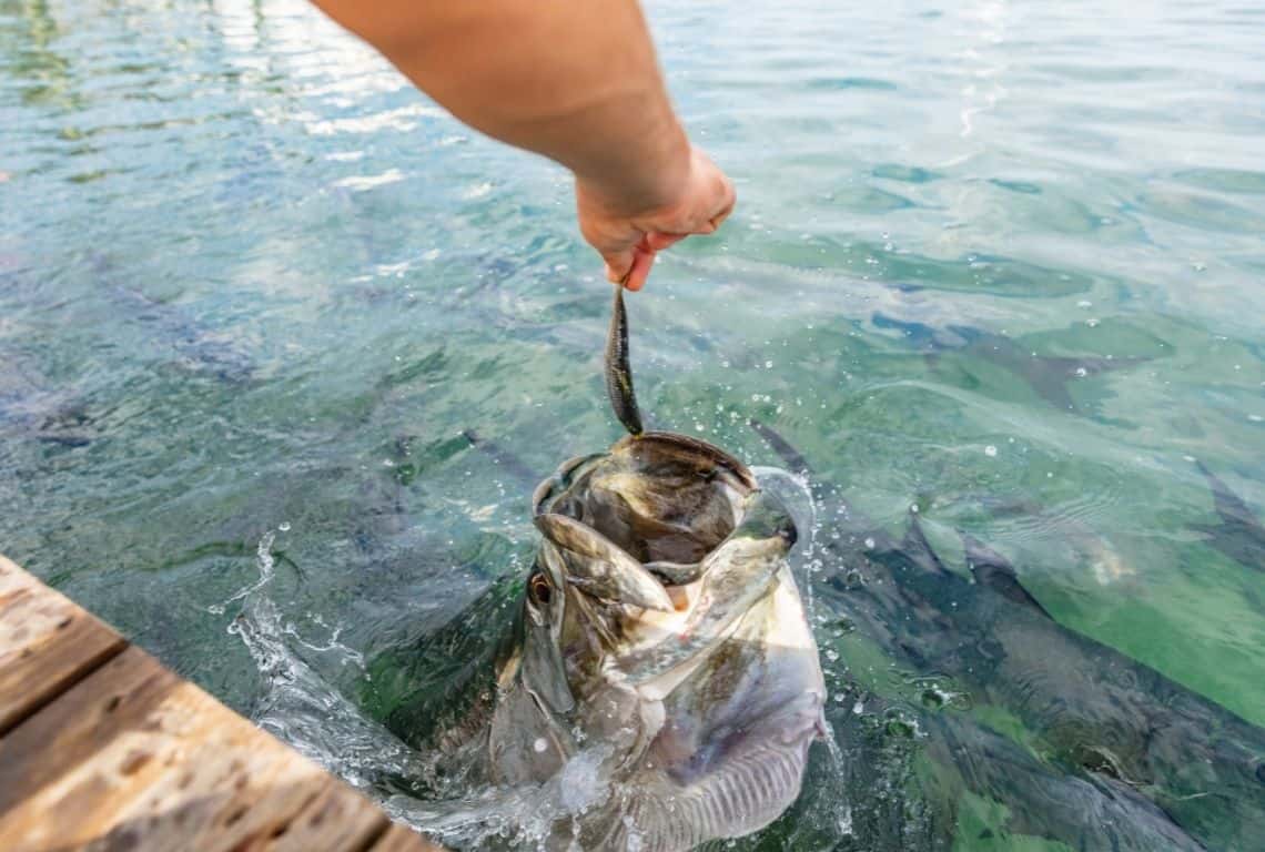 Feeding tarpon at Robbies in Florida Keys