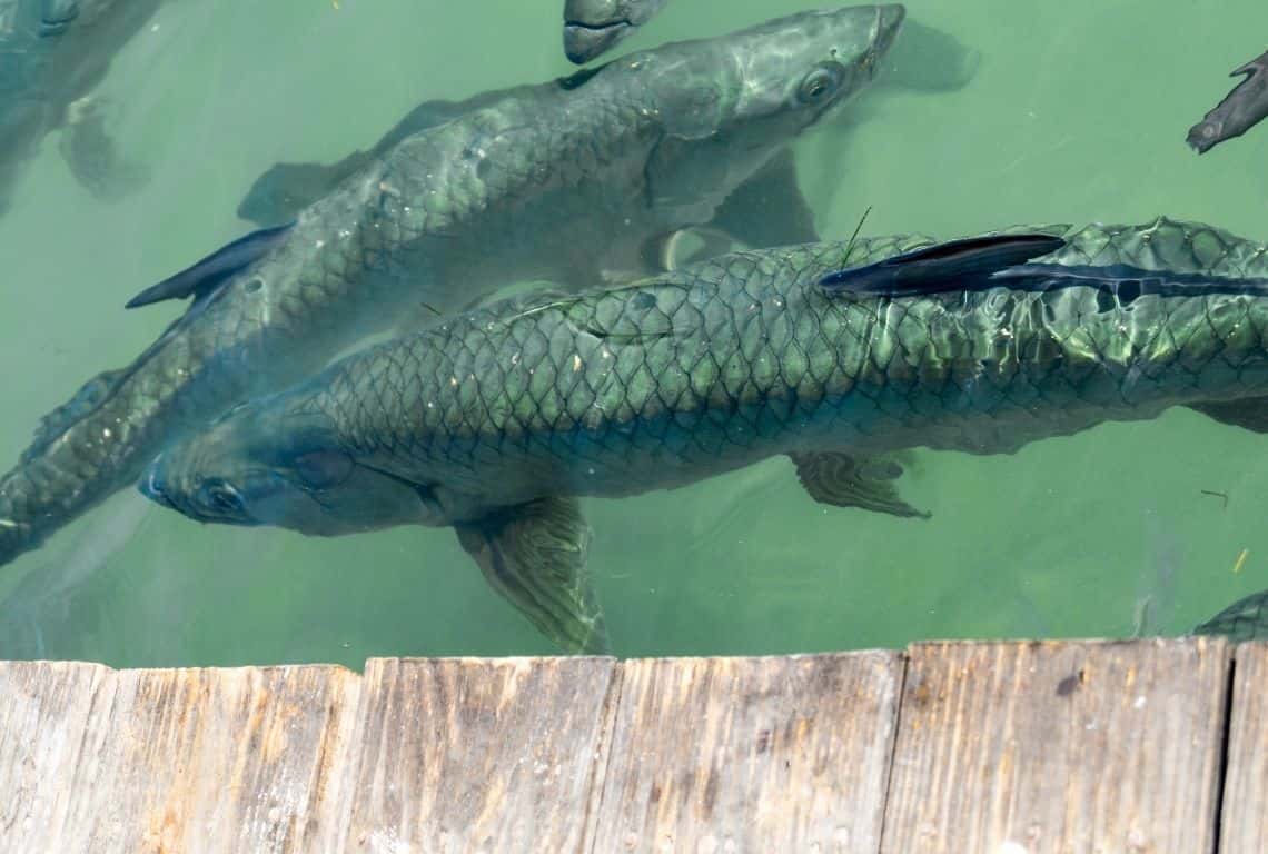 Tarpons at Robbie's in Florida Keys