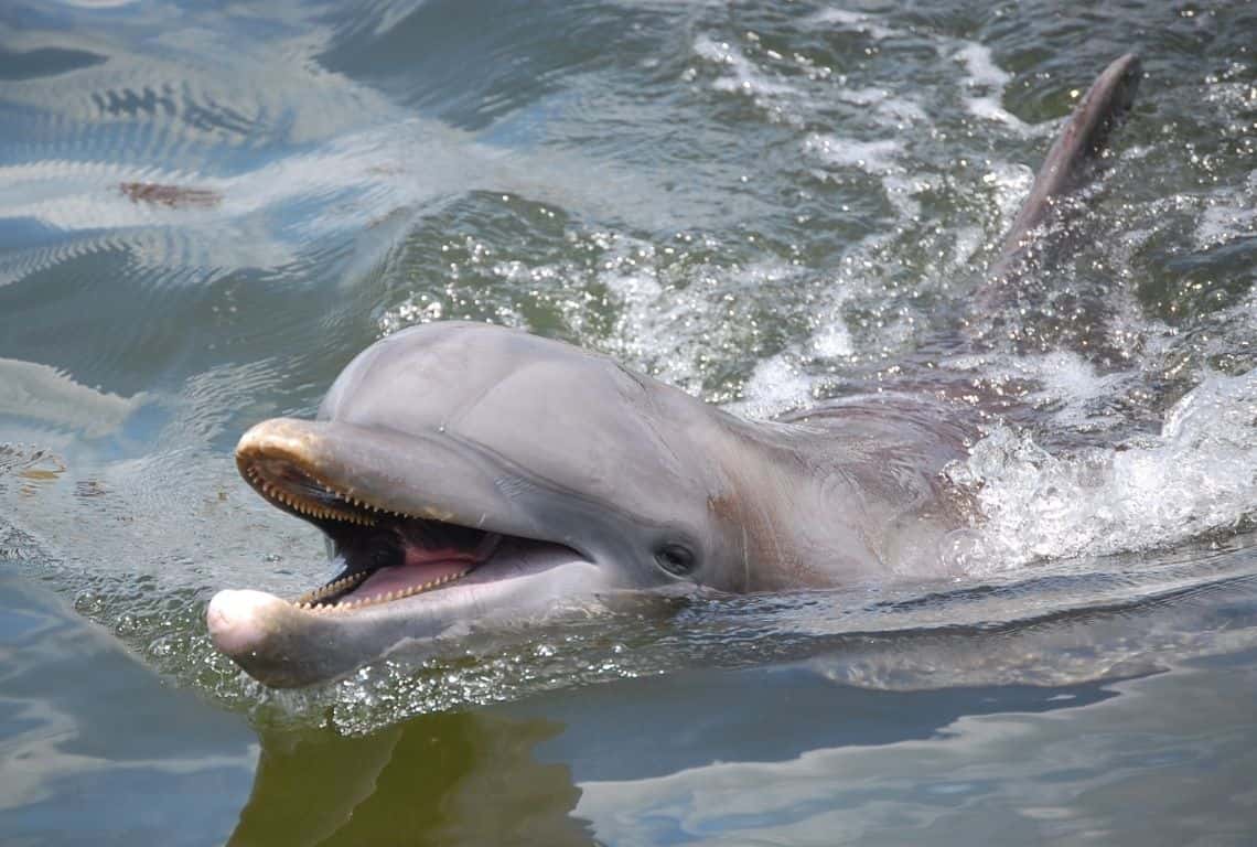 Dolphin Research Center in Florida Keys