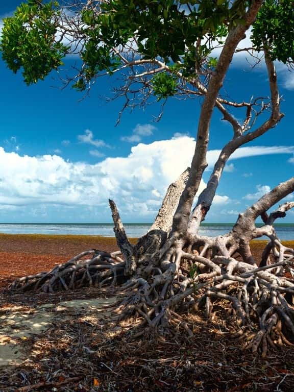 Long Key State Park in Florida Keys