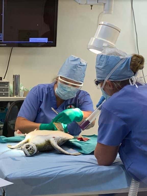 Turtle Hospital in Florida Keys