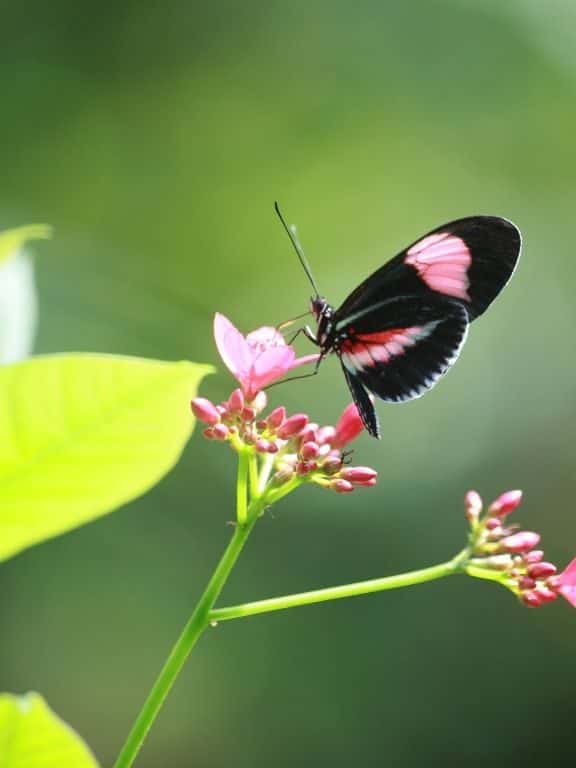 Key West Bucket List The Key West Butterfly and Nature Conservatory