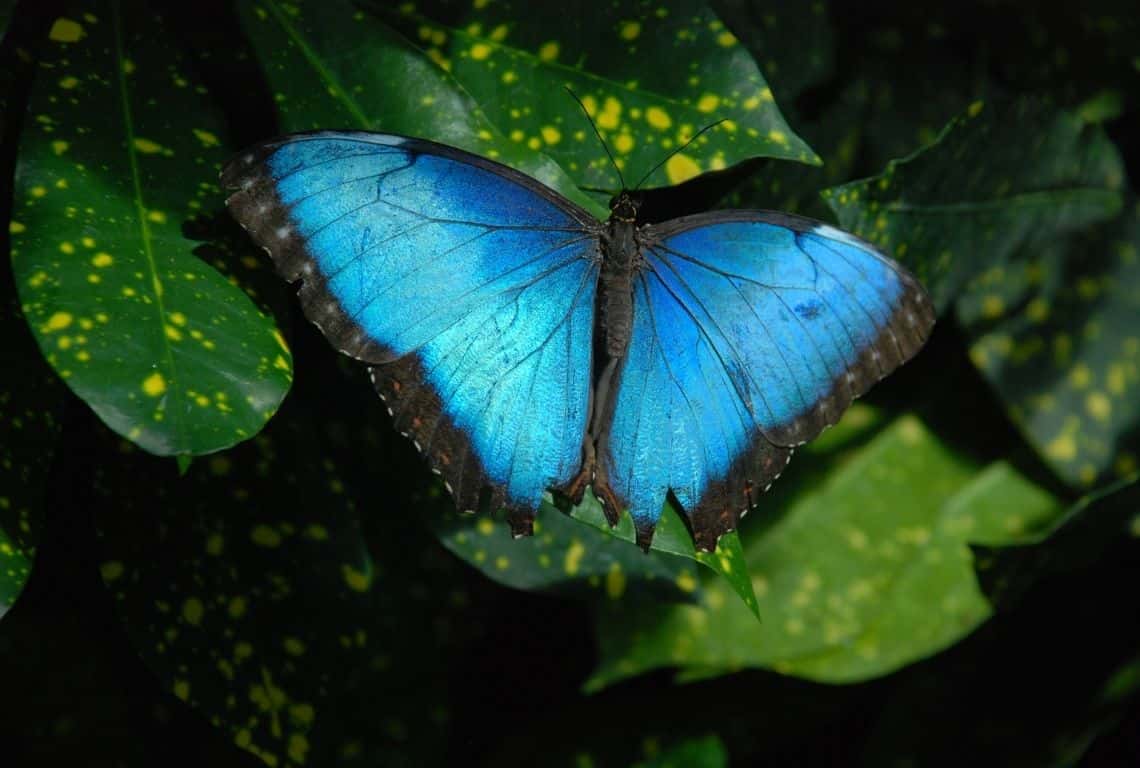 The Key West Butterfly and Nature Conservatory