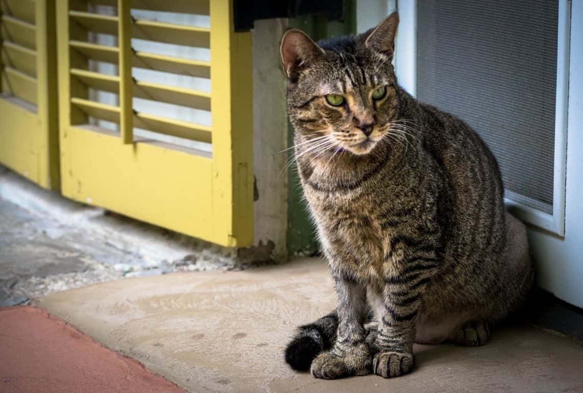 Ernest Hemingway Home and Museum in Key West