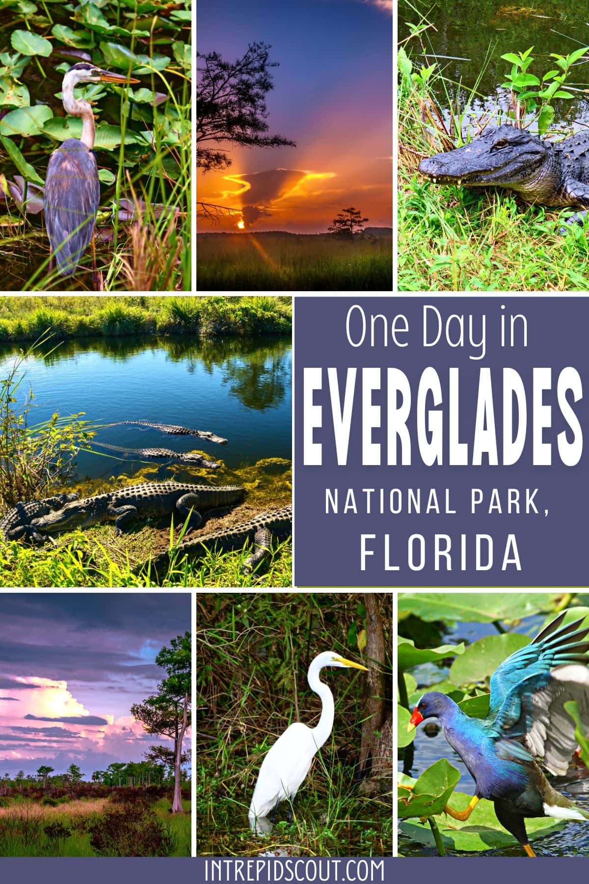 One Day in Everglades