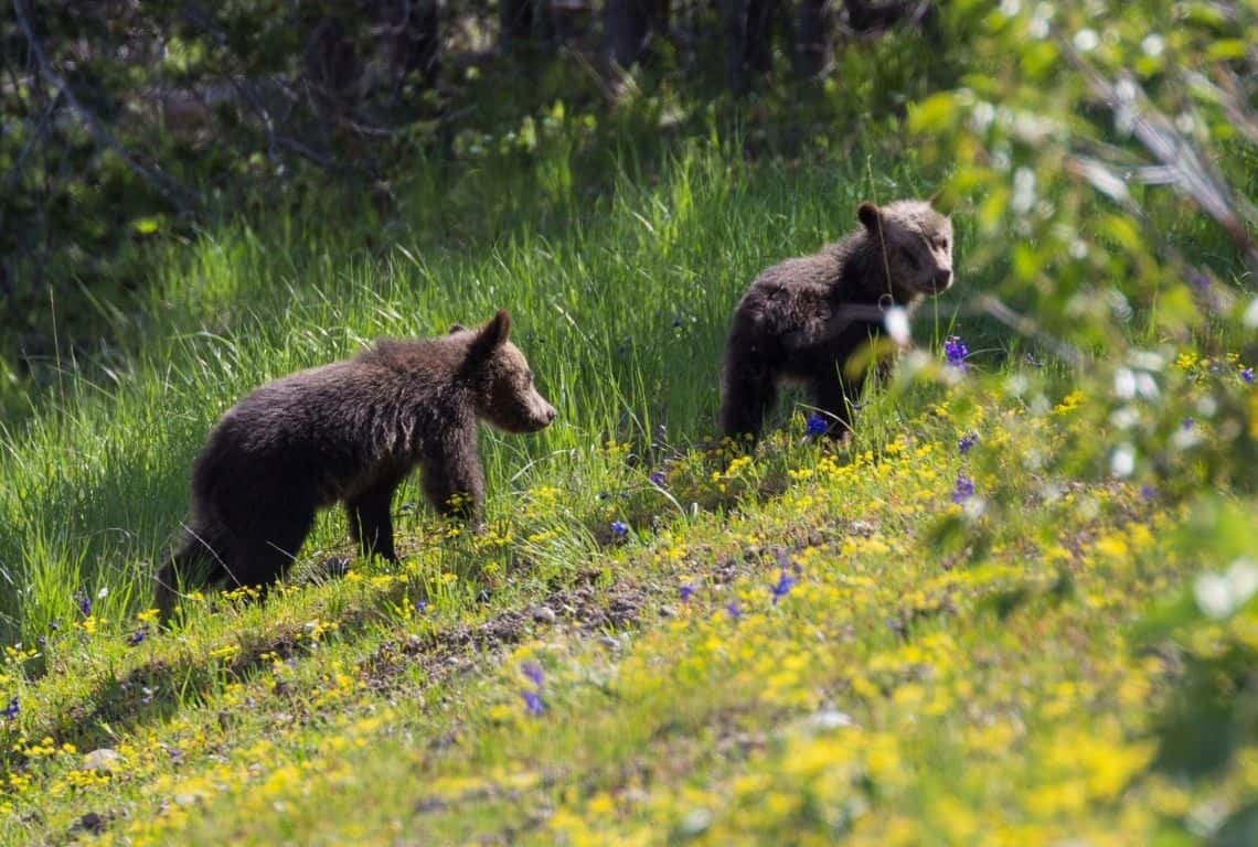 Best Places to See Wildlife in Grand Teton