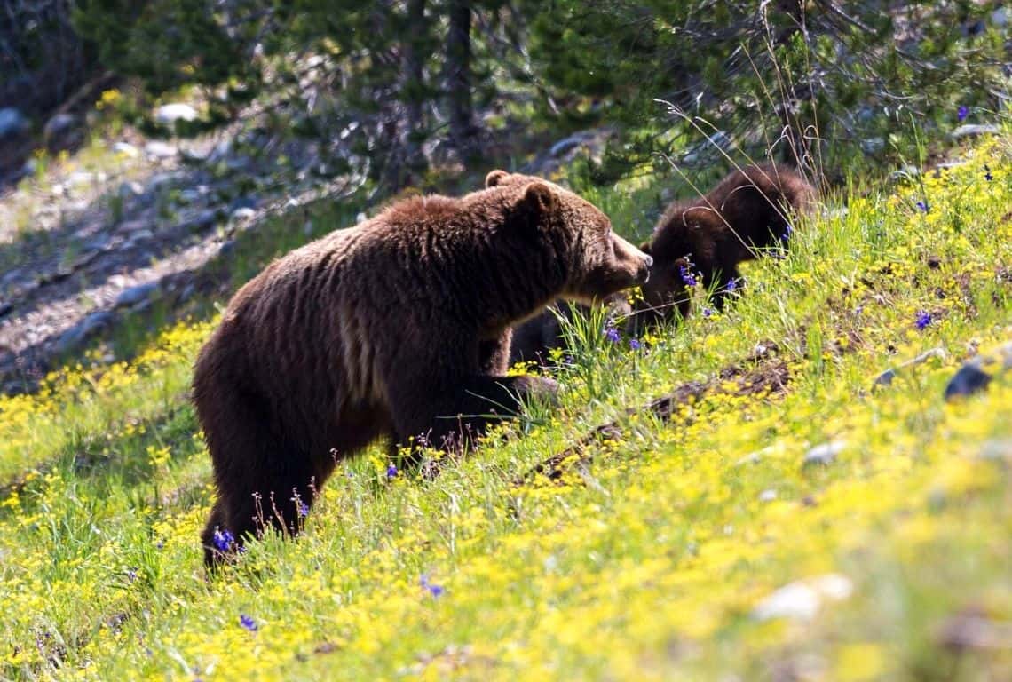 Best Places to See Wildlife in Grand Teton