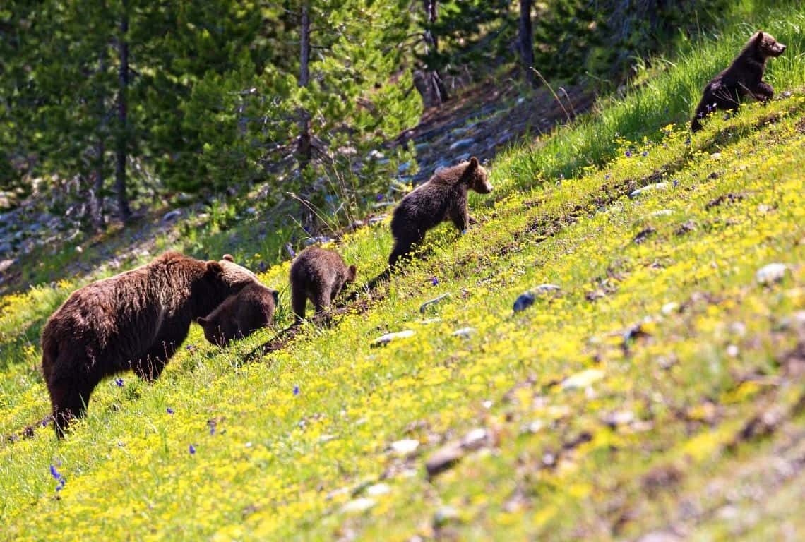 Bears in Grand Teton
