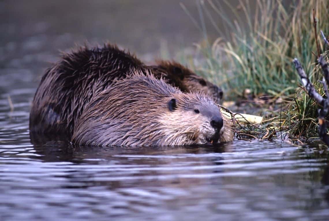 Beaver in Grand Teton