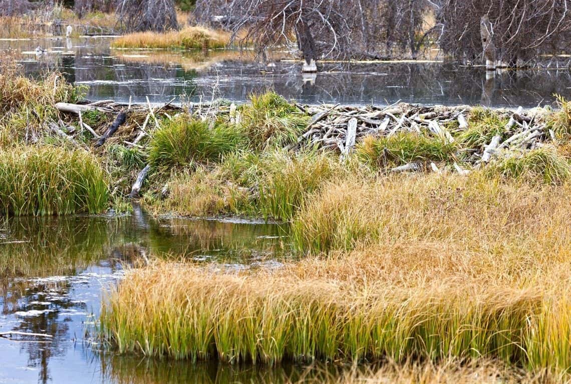 Beaver Dam in Grand Teton