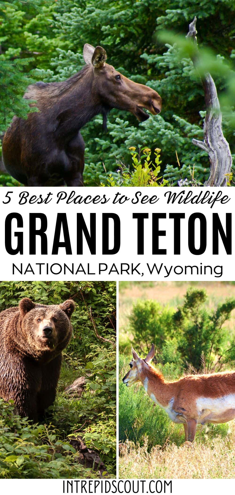 Best Places to See Wildlife in Grand Teton
