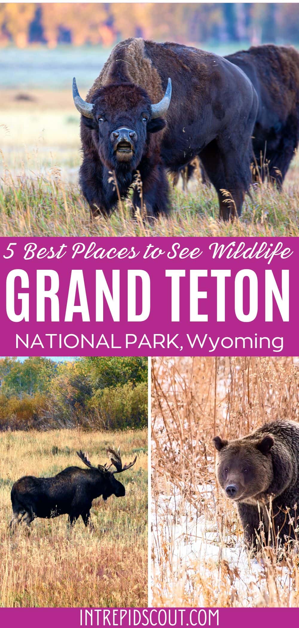 Best Places to See Wildlife in Grand Teton