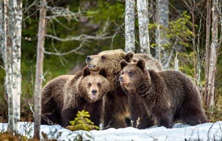 Best Places to See Wildlife in Grand Teton