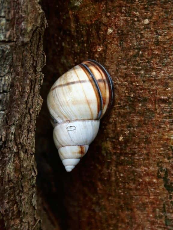 Tree snail in Big Cypress National Preserve