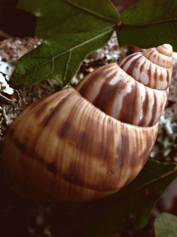Tree snail in Big Cypress National Preserve
