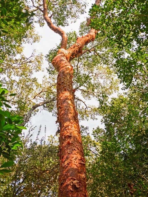 Gumbo limbo tree red peeling bark.
